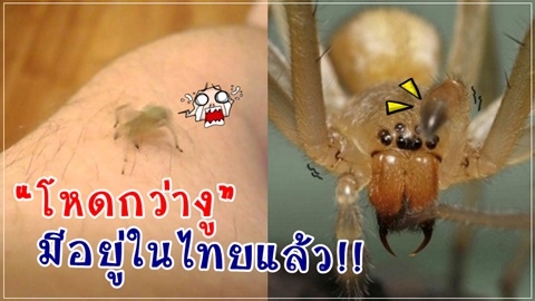 อย่ามองข้าม!! แมงมุมพิษร้ายถึงตาย ระบาดหนักในไทย!!