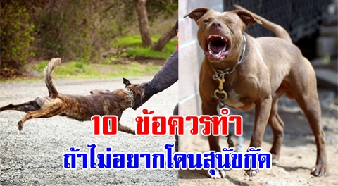 10 ข้อปฏิบัติที่ควรทำ เมื่อสุนัขแปลกหน้าเริ่มมีท่าทีจะวิ่งไล่กัดคุณ
