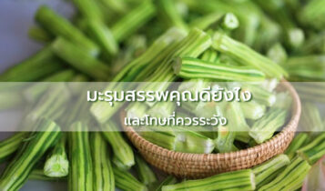 มารู้จักกับประโยชน์ของมะรุม รวมถึงโทษที่ควรระวัง