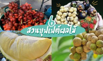 6 สวนบุฟเฟต์ผลไม้ 2024 บุฟเฟต์ทุเรียน ราคาเดียวกินได้ไม่มีอั้น