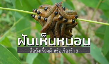 ฝันเห็นหนอน ทำนายฝัน ฝันเห็นหนอนไต่ตามตัว ฝันเห็นหนอนตัวใหญ่