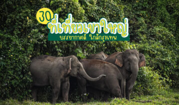 30 ที่เที่ยวเขาใหญ่ 2566 จุดเช็คอินเขาใหญ่ ที่เที่ยวเปิดใหม่