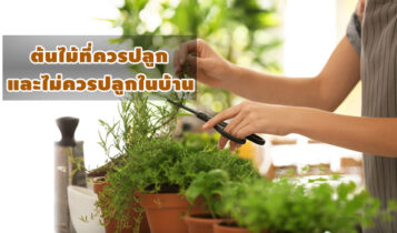 ต้นไม้เสริมดวง 2566 ปลูกต้นอะไรแล้วโชคดี และต้นอะไรไม่ควรปลูกในบ้าน