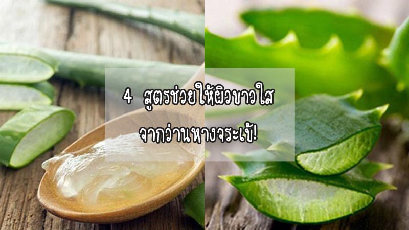 4 สูตรช่วยให้ผิวขาวใส จากว่านหางจระเข้! 4 สูตรช่วยให้ผิวขาวใส จากว่านหางจระเข้!