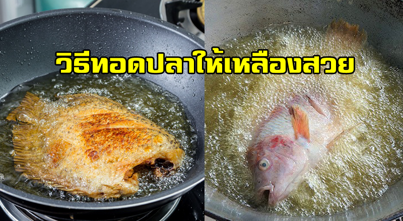 phillip หม้อ ทอด ไร้ น้ํา มัน mp3