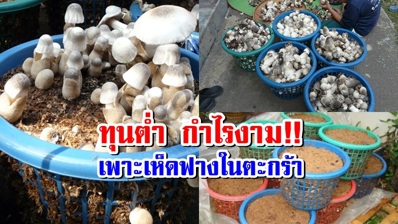 เก็บเห็ดฟางข้ามคืน