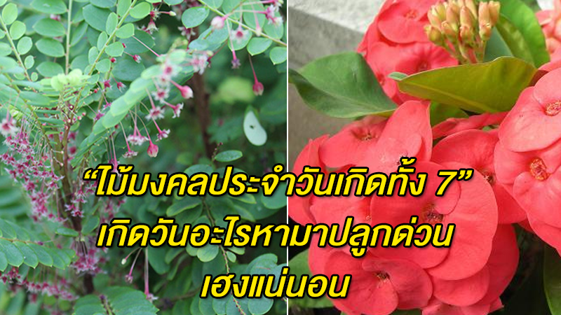 ''ไม้มงคลประจำวันเกิดทั้ง 7'' เกิดวันอะไรหามาปลูกด่วน เฮงแน่นอน