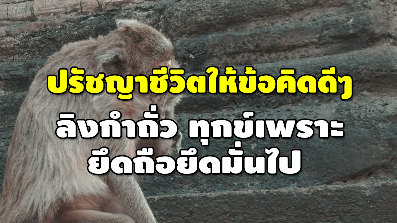 ปรัชญาชีวิตให้ข้อคิดดีๆ ลิงกำถั่ว ทุกข์เพราะ ยึดถือยึดมั่นไป