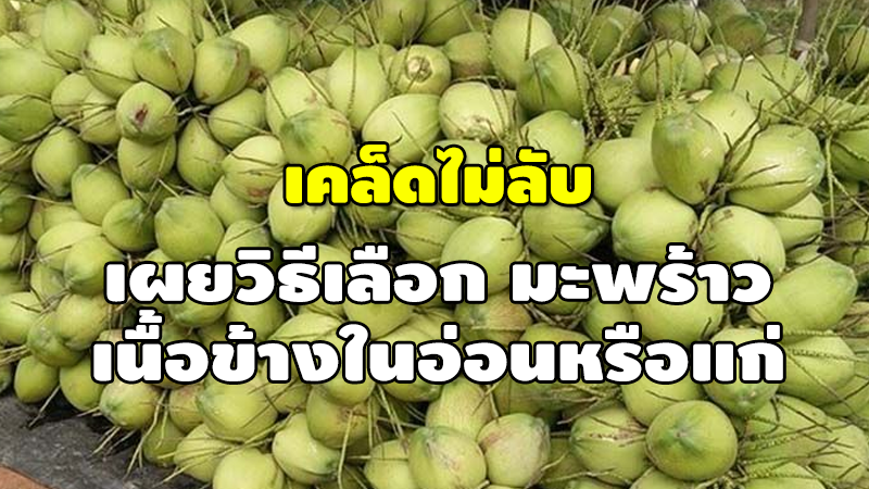 เคล็ดไมลับ เผยวิธีเลือก มะพร้าว เนื้อข้างในอ่อนหรือแก่